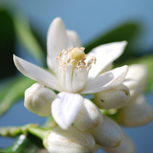 Neroli oil - Certified Organic  3